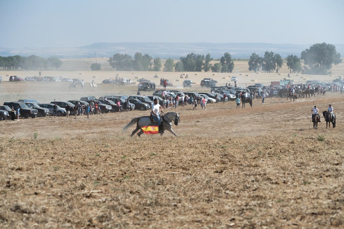GALERÍA| Multitudinario encierro de campo en Moraleja del Vino GALERÍA| Multitudinario encierro de campo en Moraleja del Vino