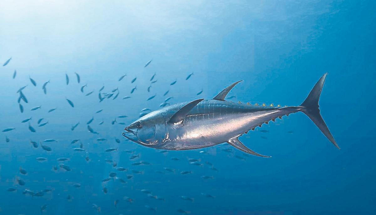 La sobrepesca al Mediterrani es redueix i, a més, s’ha aprovat el Tractat d’Alta mar