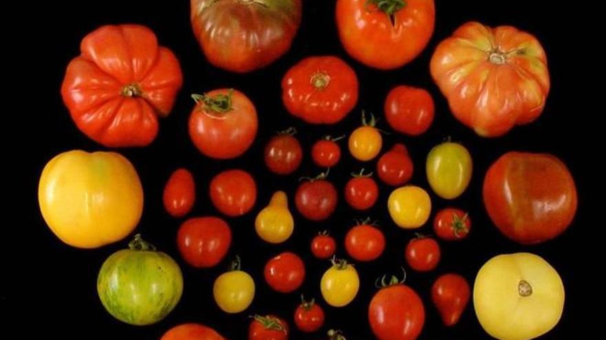 Identificados los genes que podrían devolverle el sabor a los tomates