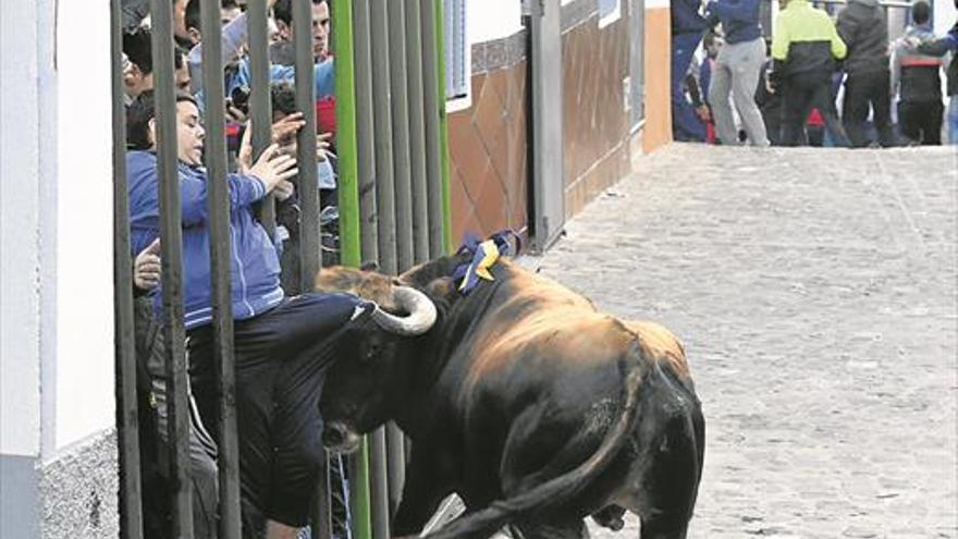 Alcudia y Altura abren la temporada taurina con el estreno de la norma