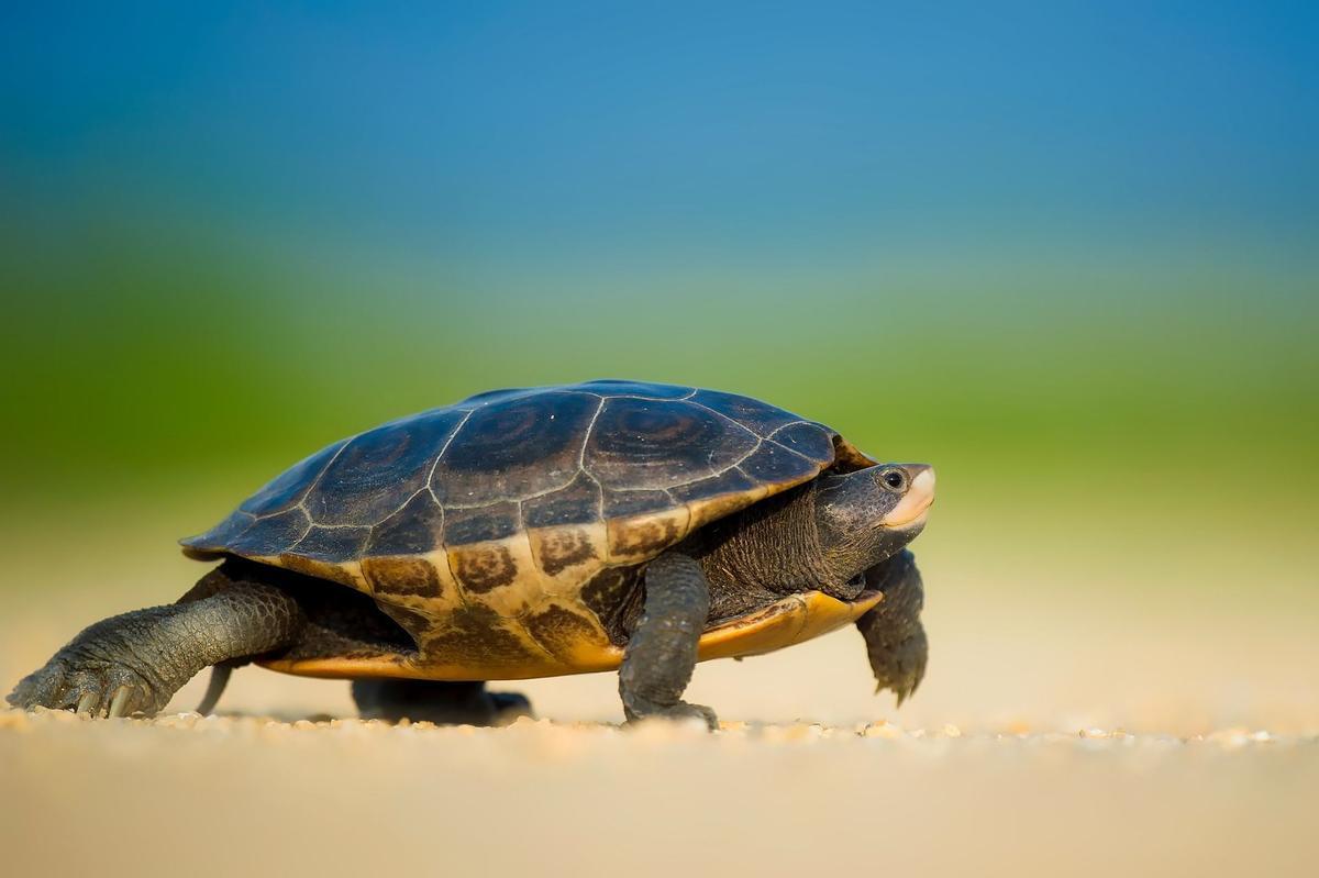 Las tortugas tienen un lentísimo envejecimiento