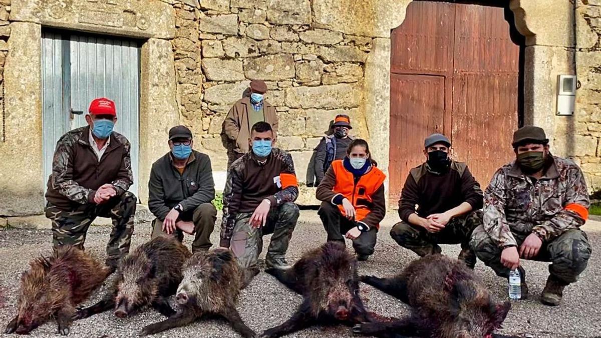 Los cinco jabalíes cazados en Moveros. | Ch. S.