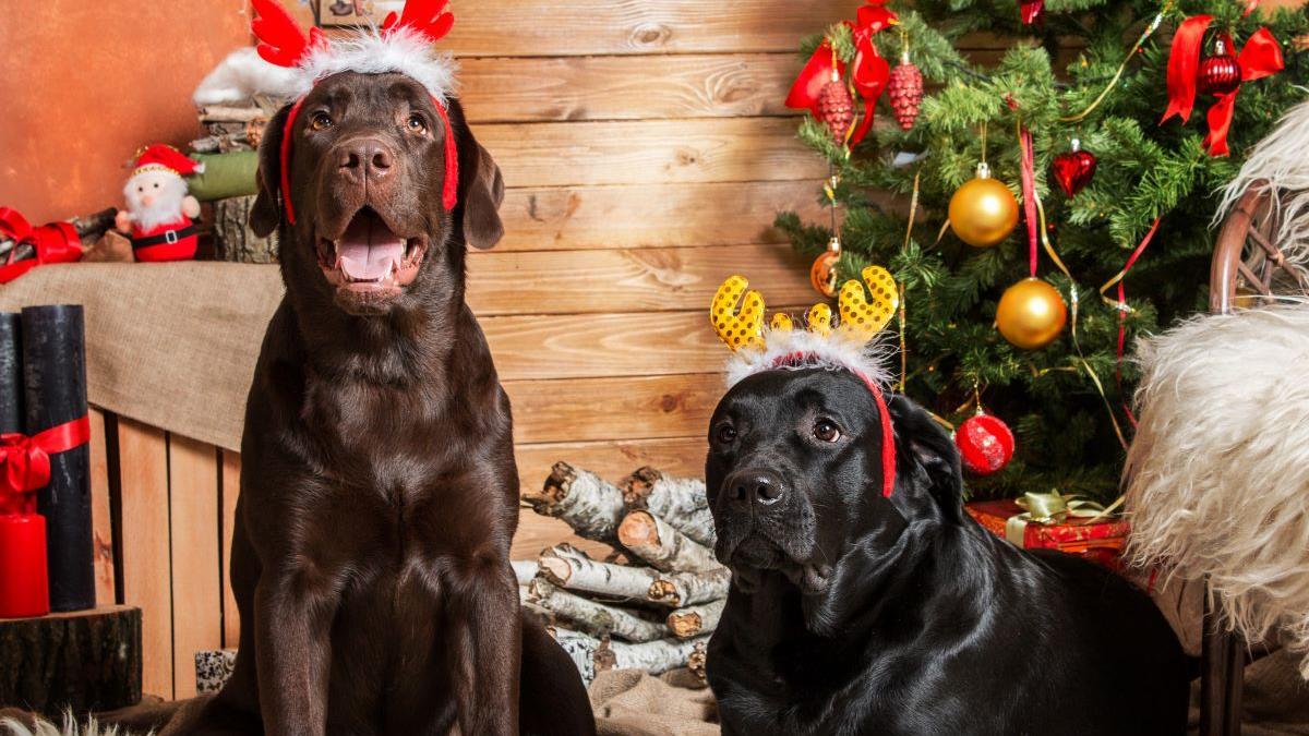Mantener la rutina durante las fiestas es imprescindible para nuestras mascotas.