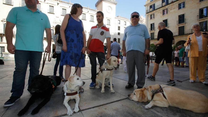 Exhibición de perros guía para invidentes en la plaza del Ayuntamiento