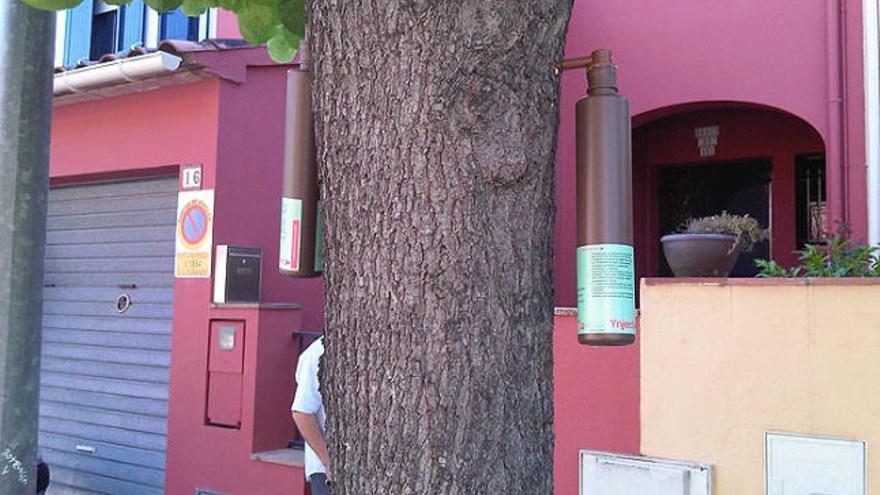 Sistema d&#039;endoteràpia en un arbre de Palafrugell.