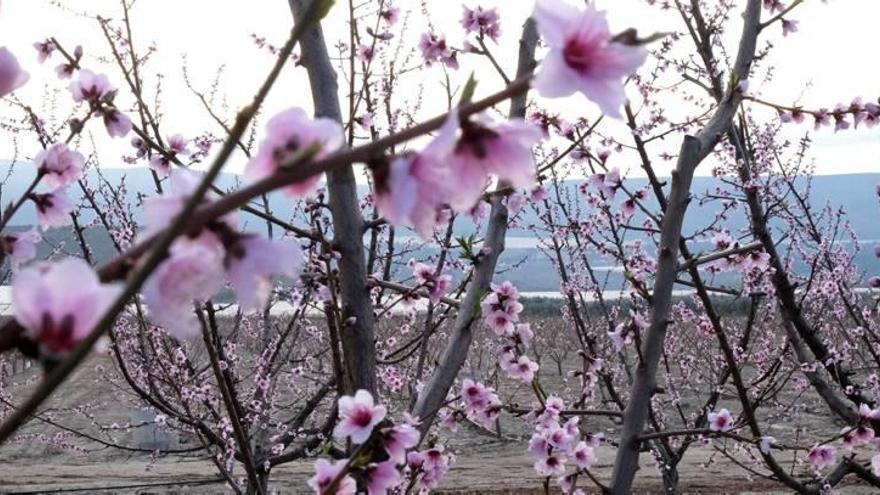 El cambio climático produce efectos negativos en los cultivos como la floración temprana por las altas temperaturas.