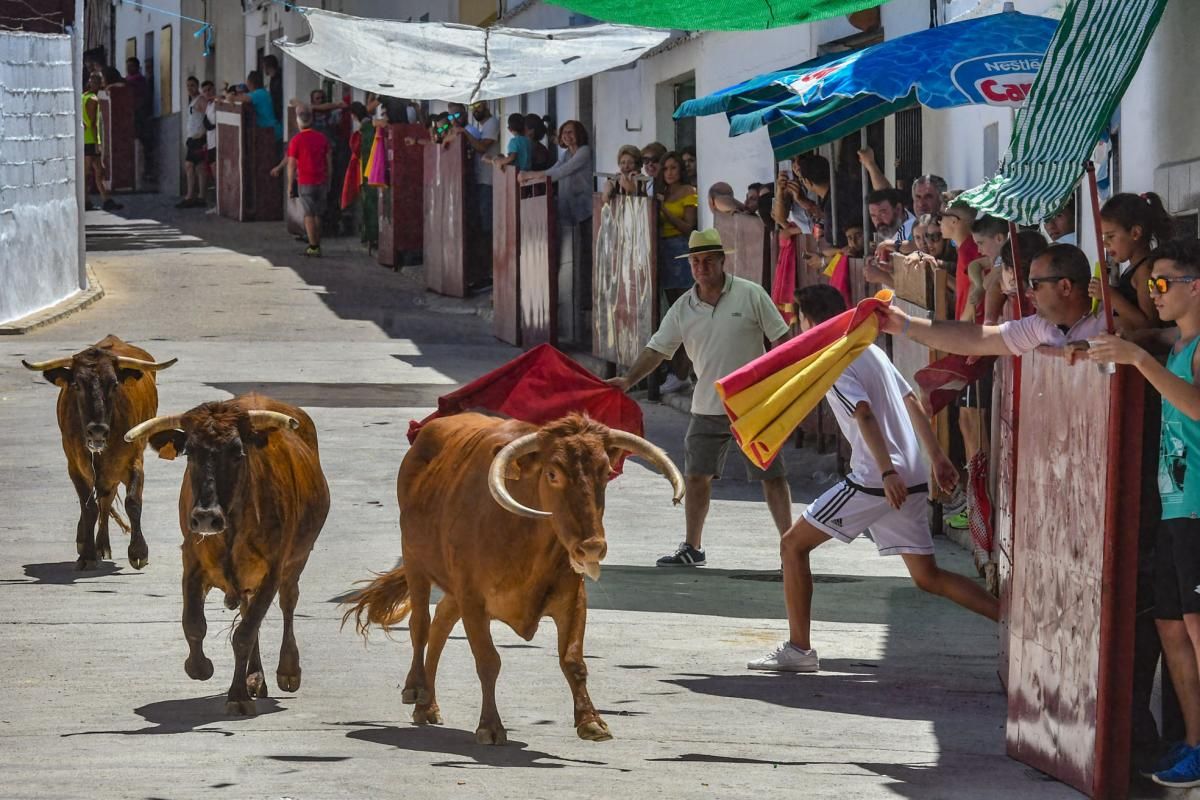 Encierro de las vaquillas de El Viso