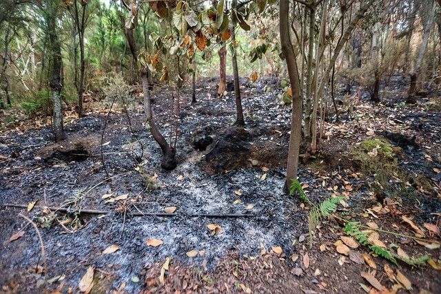 Zonas arrasadas por el incendio en el Norte de Tenerife