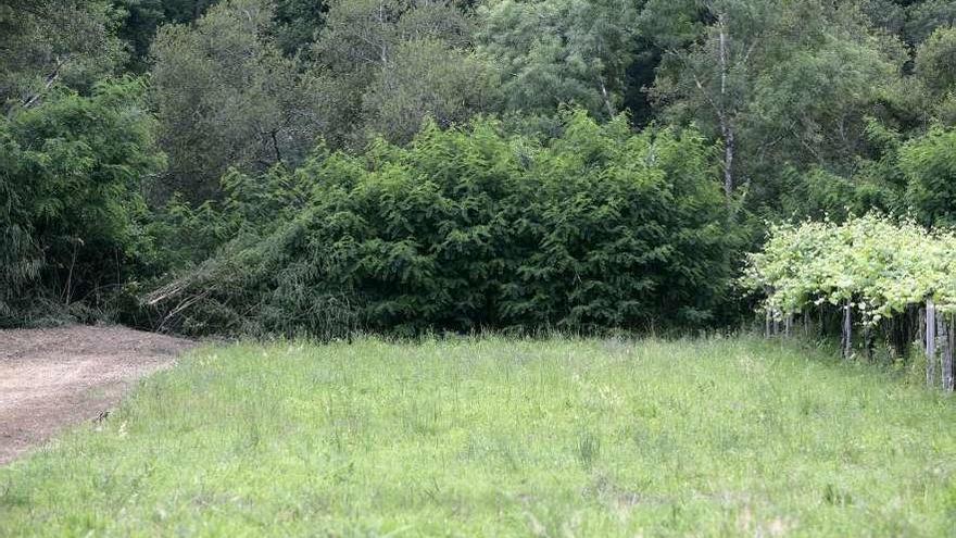 Imagen de las falsas acacias en la ribera del Ulla. // Bernabé/Cris M.V.