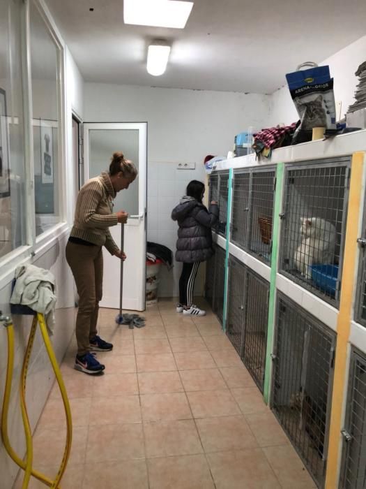 Asalto a Centro de Protección Animal de Sa Coma