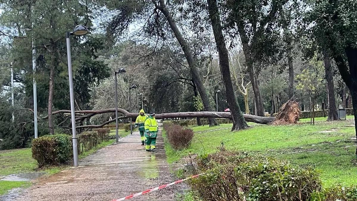 Árbol caído este lunes en el Parc Bosc de Figueres.