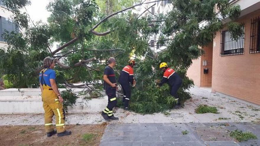 El Ayuntamiento sí indemnizará con 5.000 euros al hombre al que le cayó un árbol.