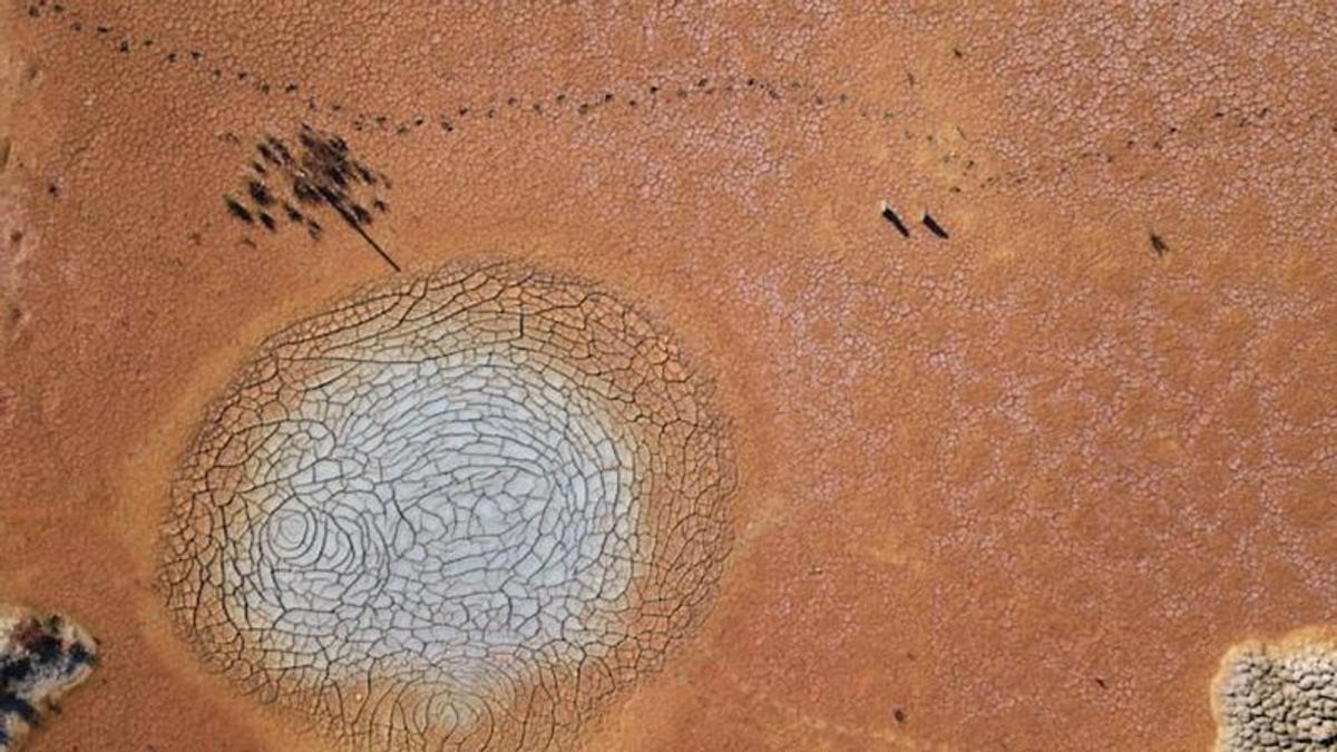 podrían trasladarse sobre los restos de asteroides y sobrevivir