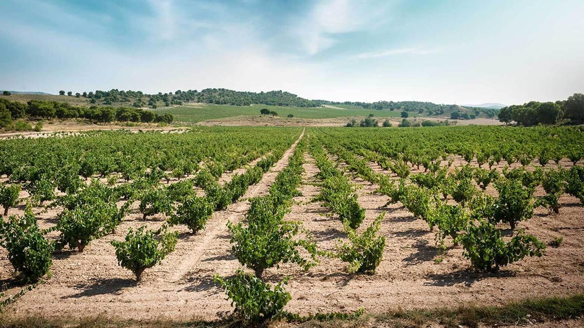 Viñedos de la DOP Jumilla, en Murcia.