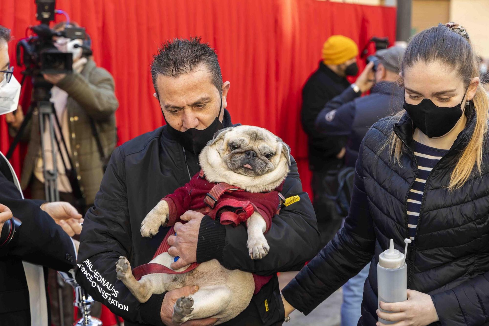 Búscate en la bendición de animales de Sant Antoni