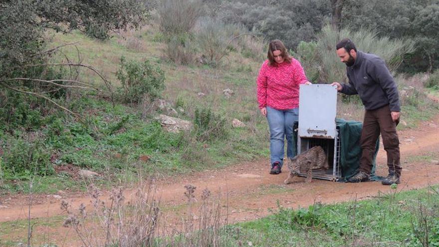 Liberado el primer lince ibérico en Extremadura de los nueve previstos para el 2016