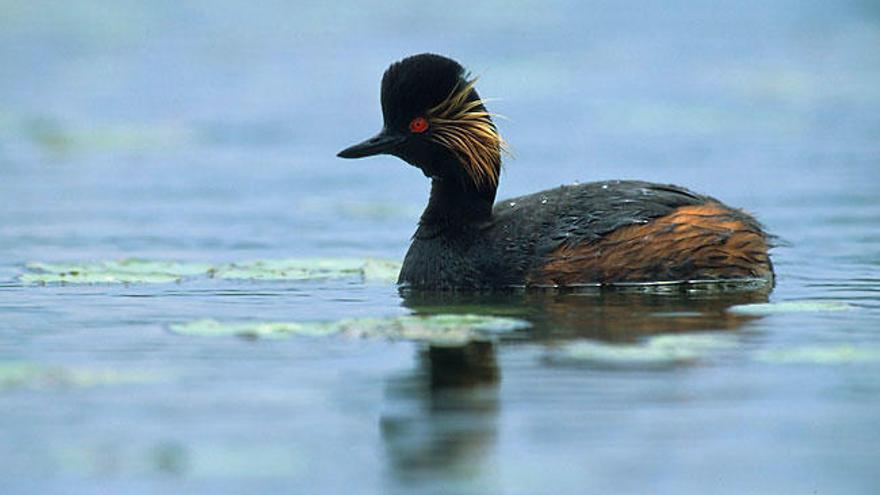 Una de las aves que habitan en la Ría de O Burgo.