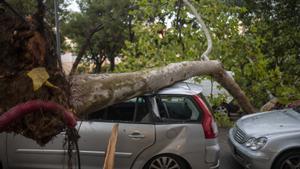 Un nen i un adult ferits per sengles caigudes d’arbres a Catalunya