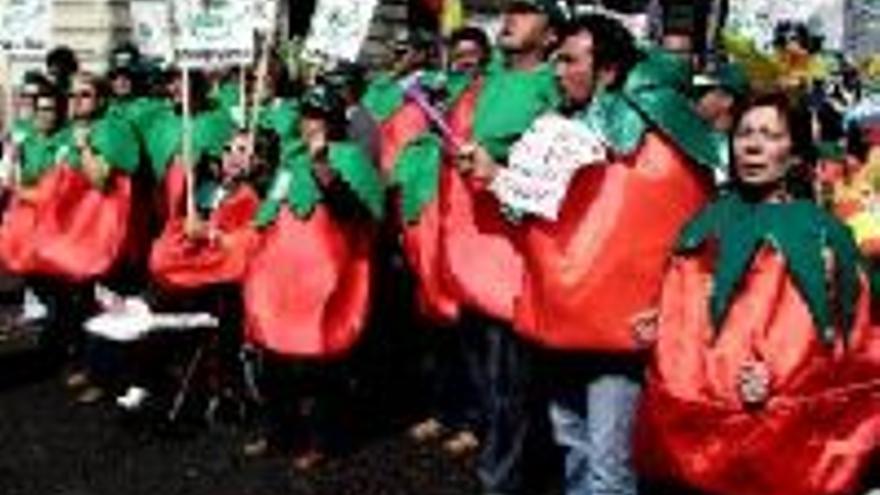 Junta y cooperativas auguran medidas &quot;en breve&quot; ante la crisis del tomate