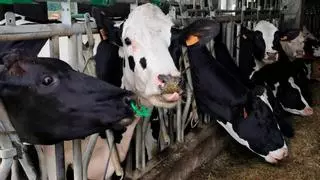Una explotación que es referente en bienestar animal y que cuenta con seiscientas vacas