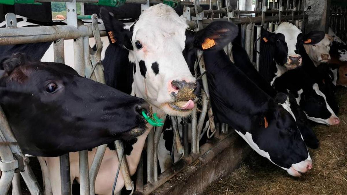 VACAS LECHERAS estabuladas en una granja de Outeiro de Rei, en la provincia de Lugo.