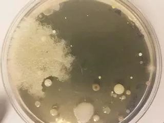 A resistencia das bacterias aos antibióticos e o proxecto MicroMundo