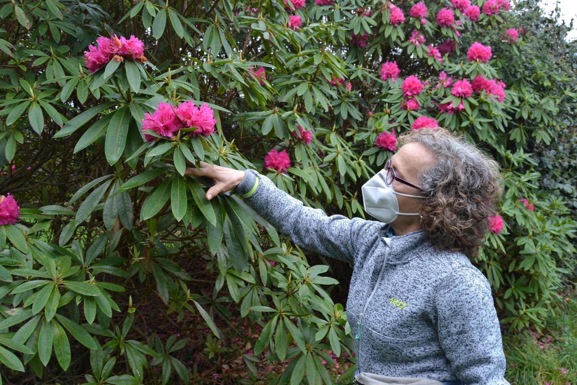 azalea jardín luarca. Ana Serrano.jpg