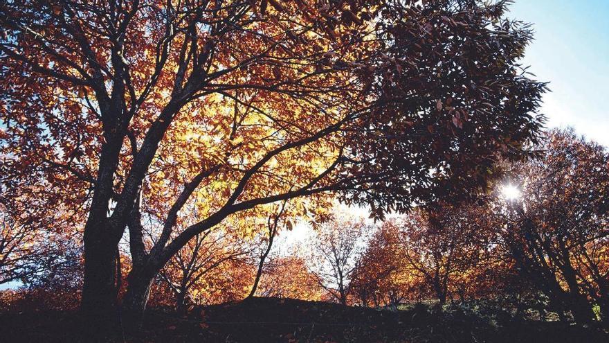 Árbol castaño en la provincia de Málaga en otoño