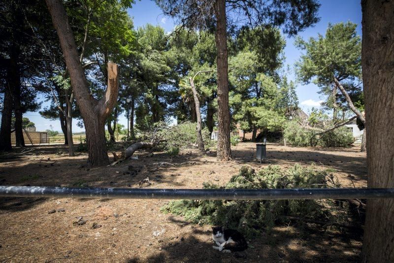 Efectos de la tormenta en Longares