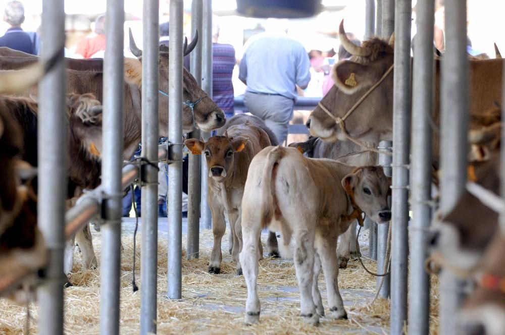 Feria de ganado en Campo de Caso