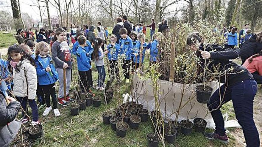 Plantada solidària a la Massana de Salt