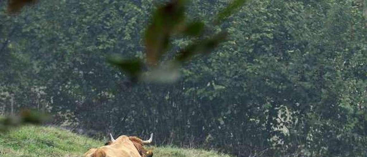 Vacas en un monte de Mieres.