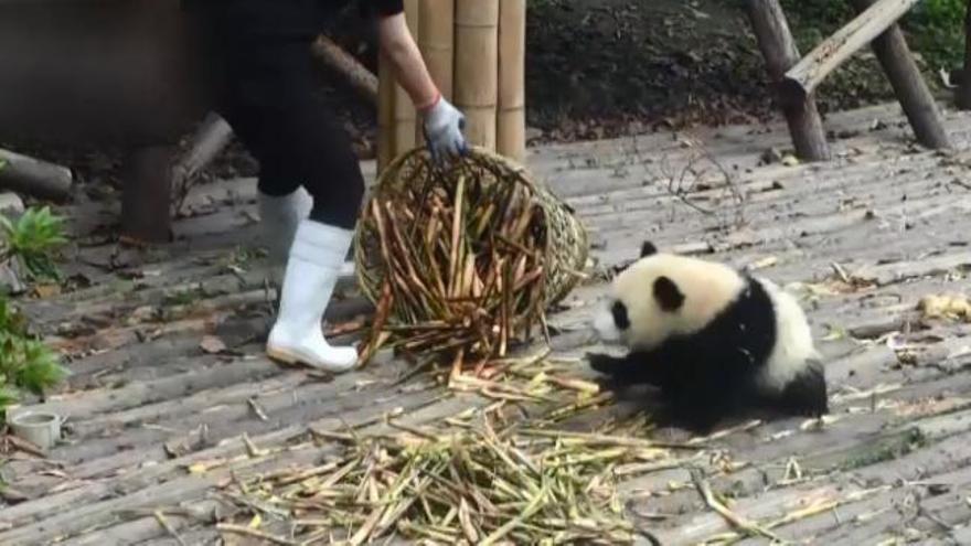 Un oso panda juguetón consigue su objetivo