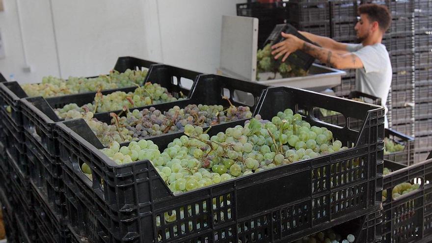 Las bodegas malagueñas están en pleno crecimiento y creación de nuevos caldos.