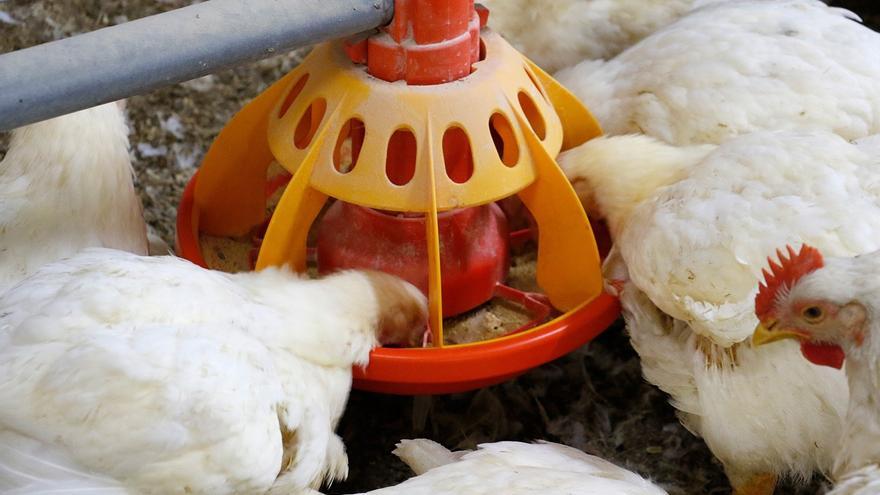 El Ejecutivo asegura que no habrá desabastecimiento de pollo este verano