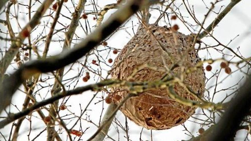 Blick auf ein Bienennest