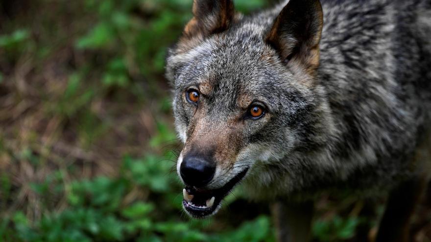 La parábola de la loba y el perro