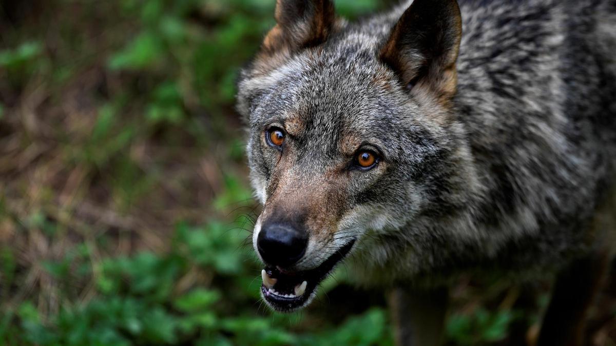 Un ejemplar de lobo ibérico en el norte de España.