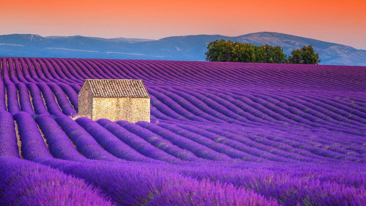 Campos de Lavanda