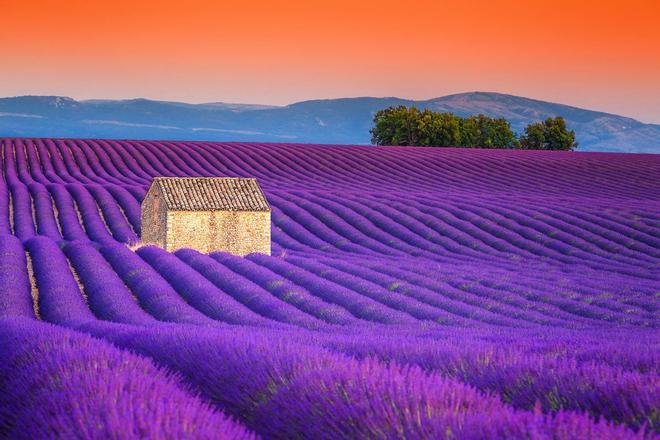 Campos de Lavanda