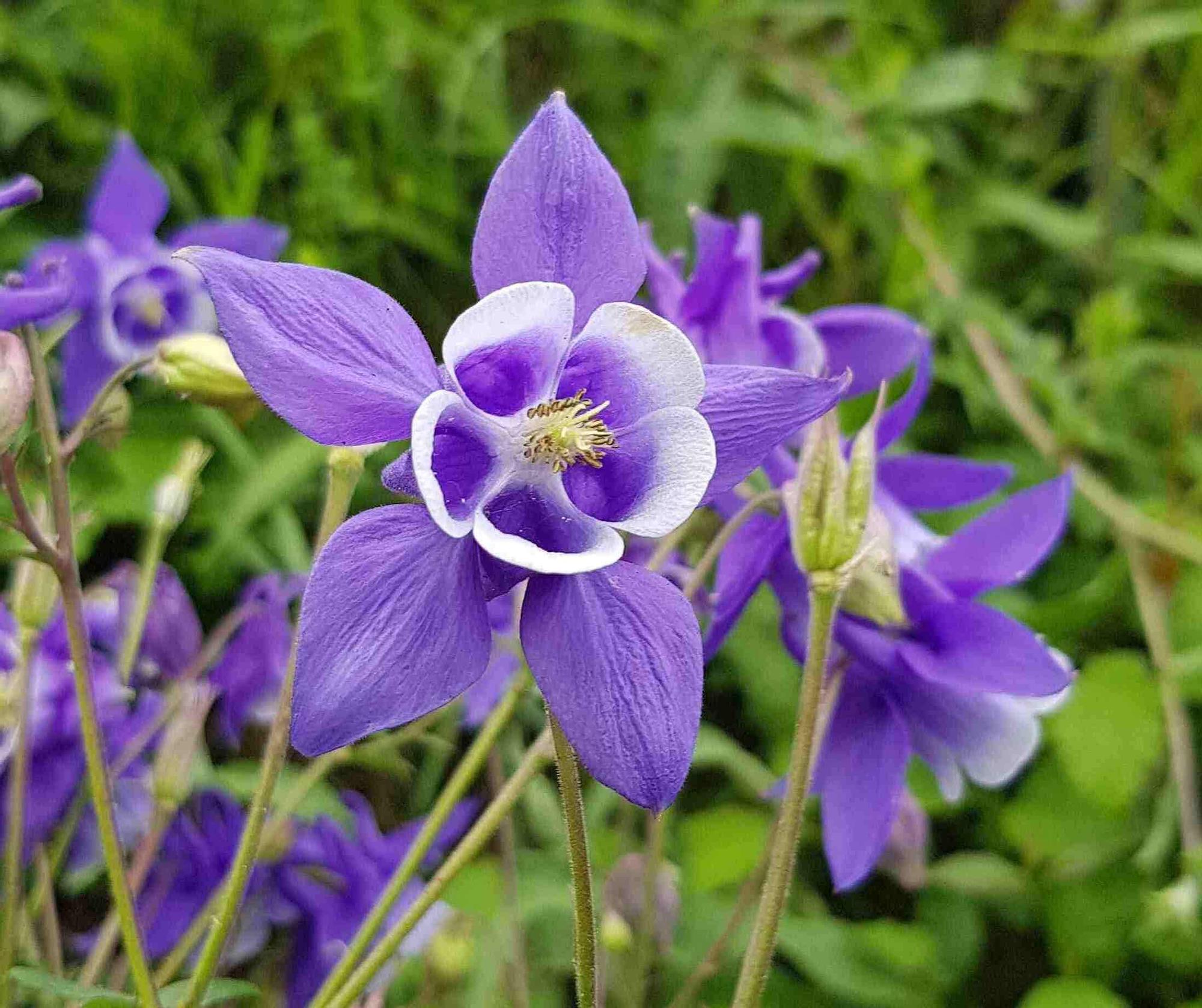 La primavera adelantada de Villaviciosa en imágenes