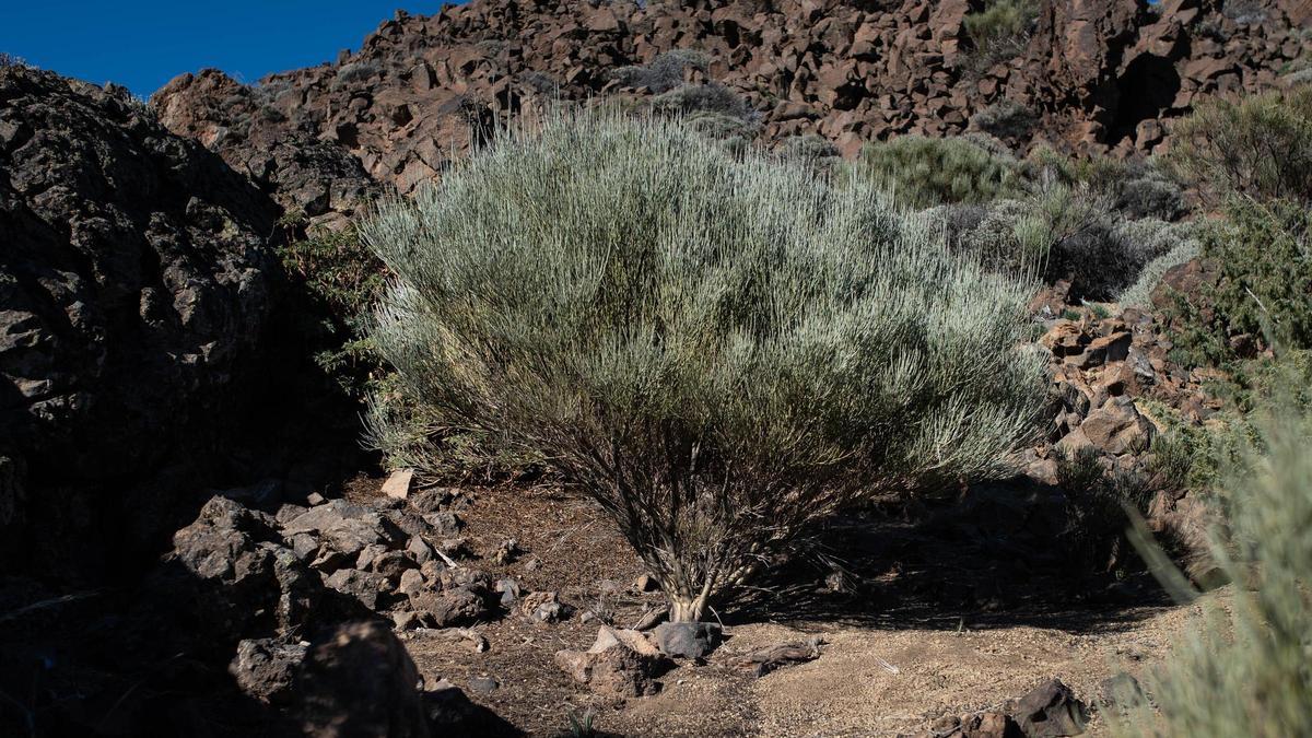 Retama del Parque Nacional del Teide.