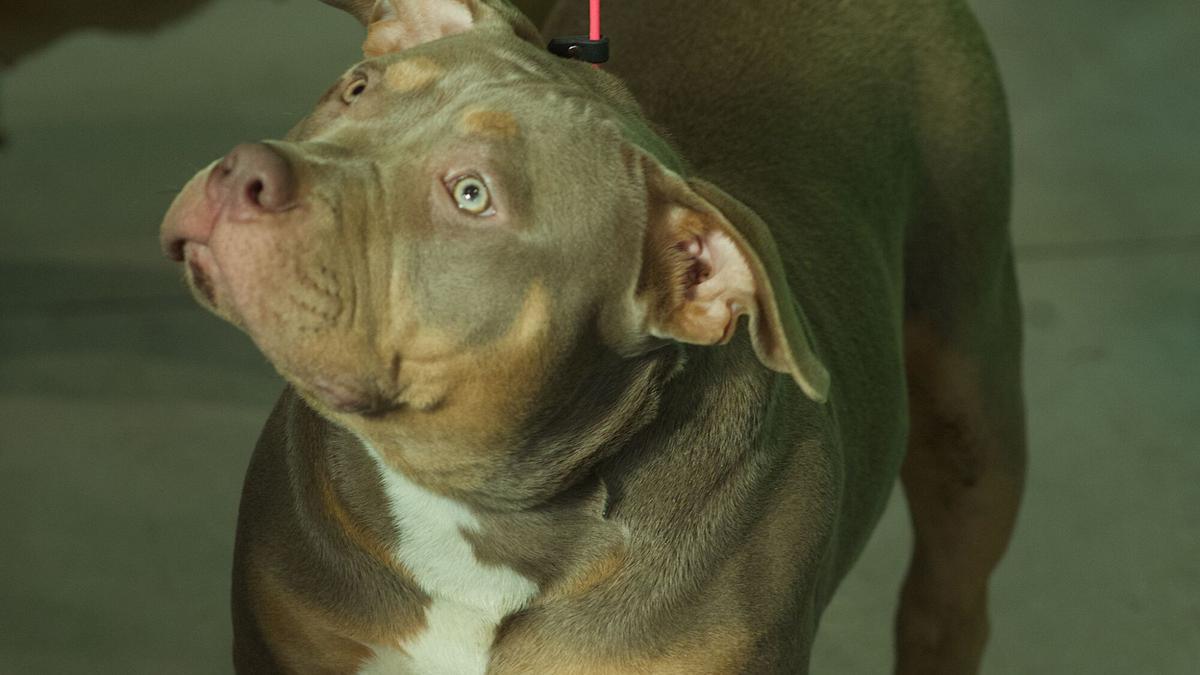 Una exposición para los amantes de los animales, este fin de semana en Ifeza