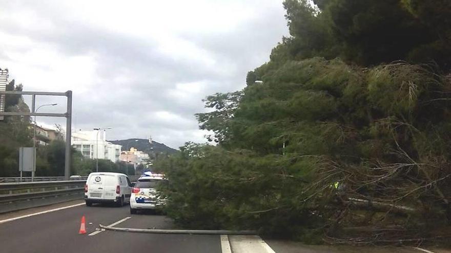 El pino que cayó sobre la autopista de Andratx.