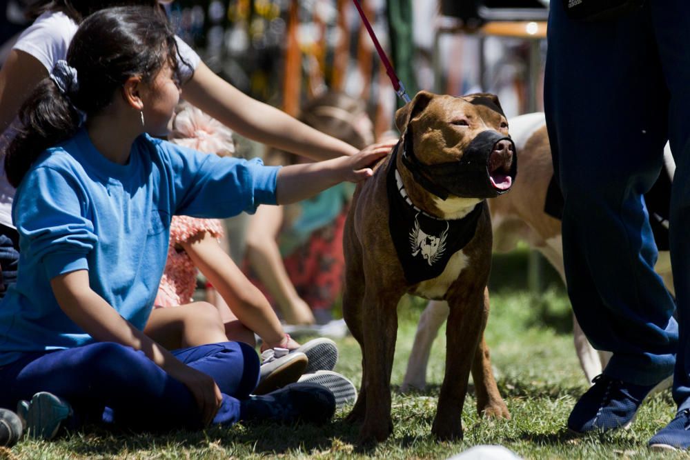 III Feria del Bienestar Animal en Valencia