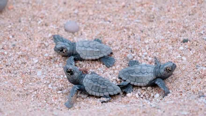 Tortugas bobas nacidas en Mataró.// matarocat