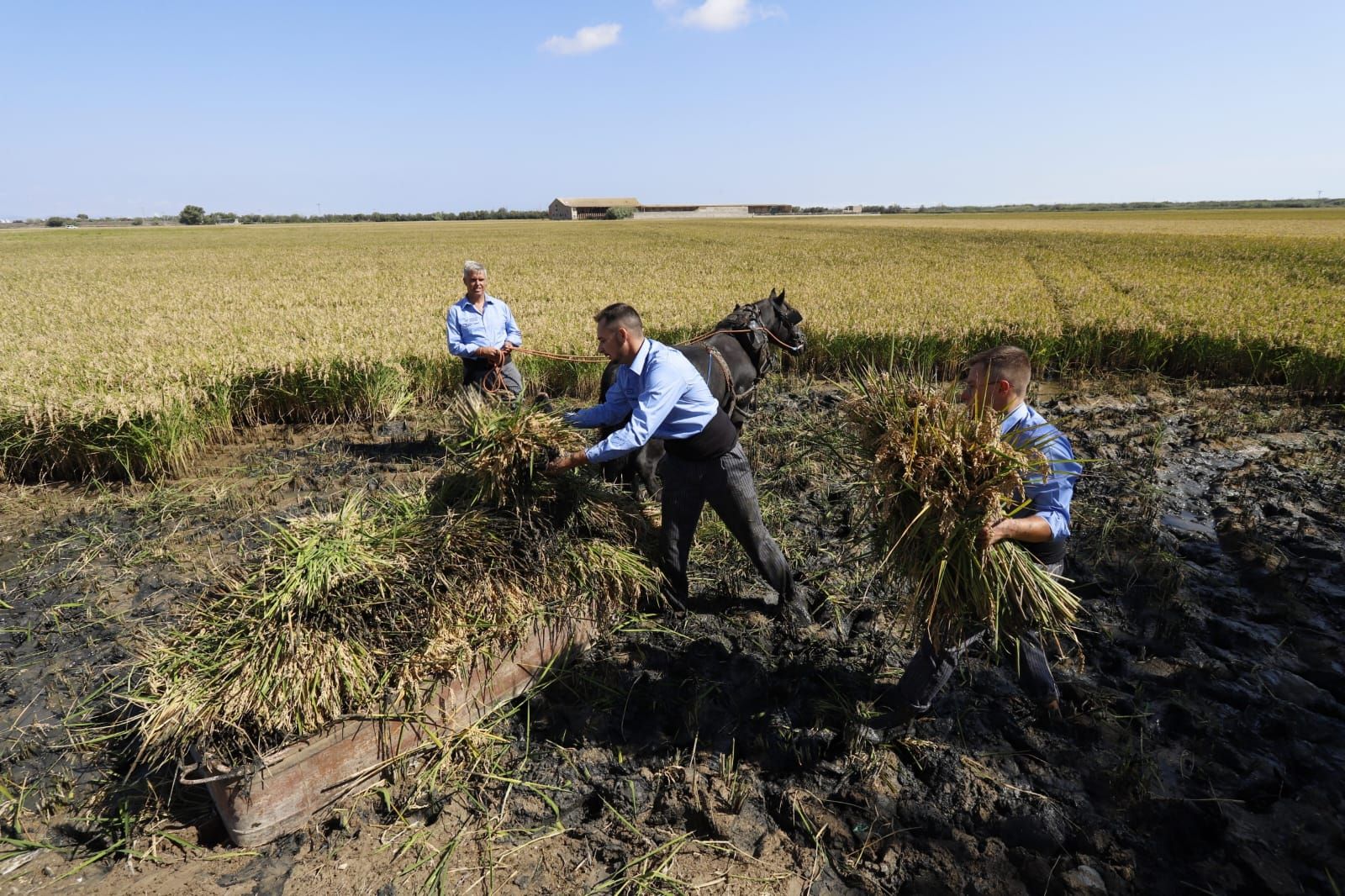 Todas las imágenes de la Fiesta de la Siega del Arroz 2024