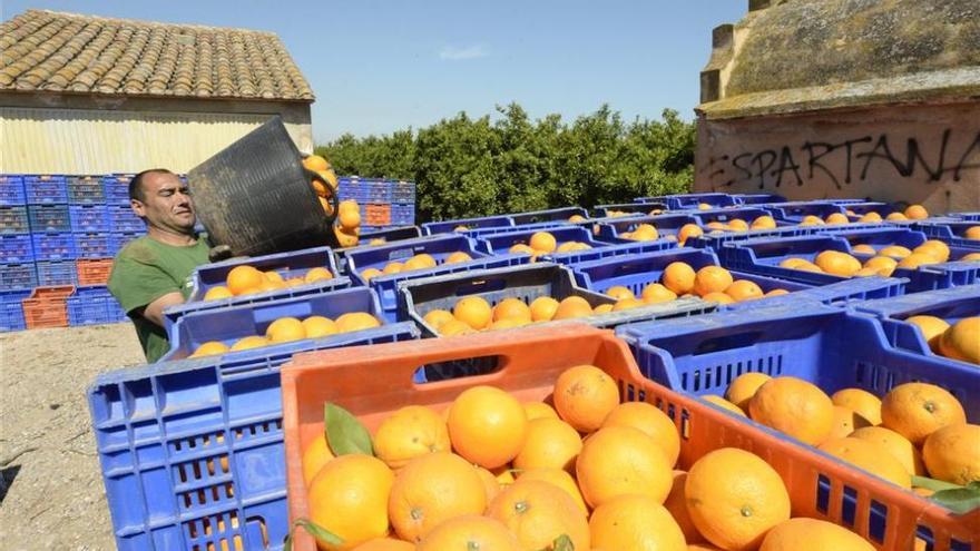 El alza de los precios de la naranja dispara los robos en los campos