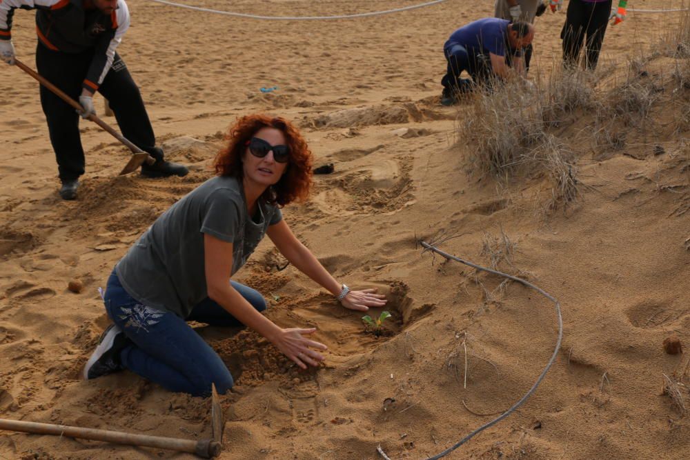 Reintroducción especies autóctonas en las dunas de