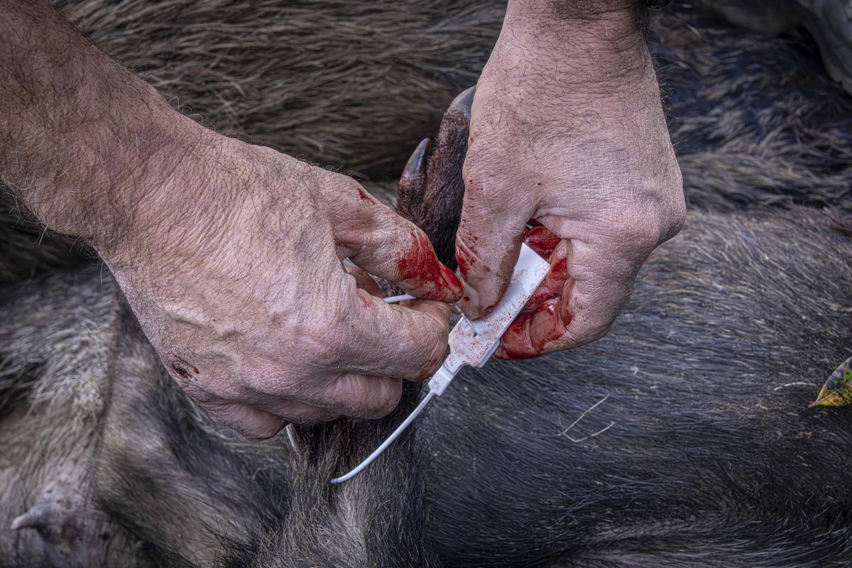 Así funciona una batida de caza en Girona: seguridad, convivencia y control del jabalí